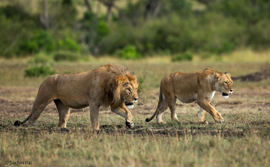 Lion and lioness in Masai Mara National Reserve